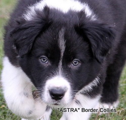 Kit x Blue pup no 3, Black and white MALE